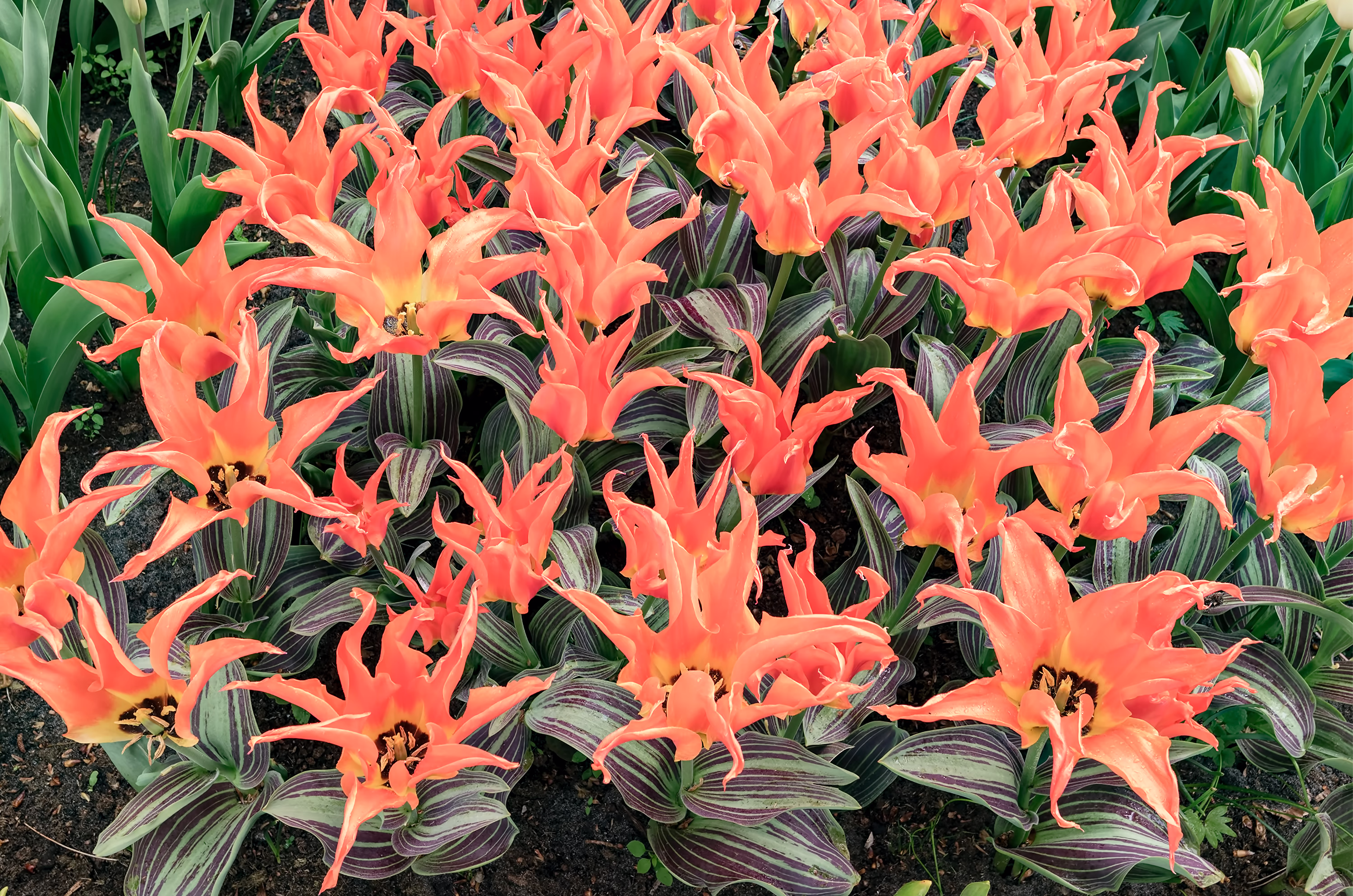 FLOWERS photo 2