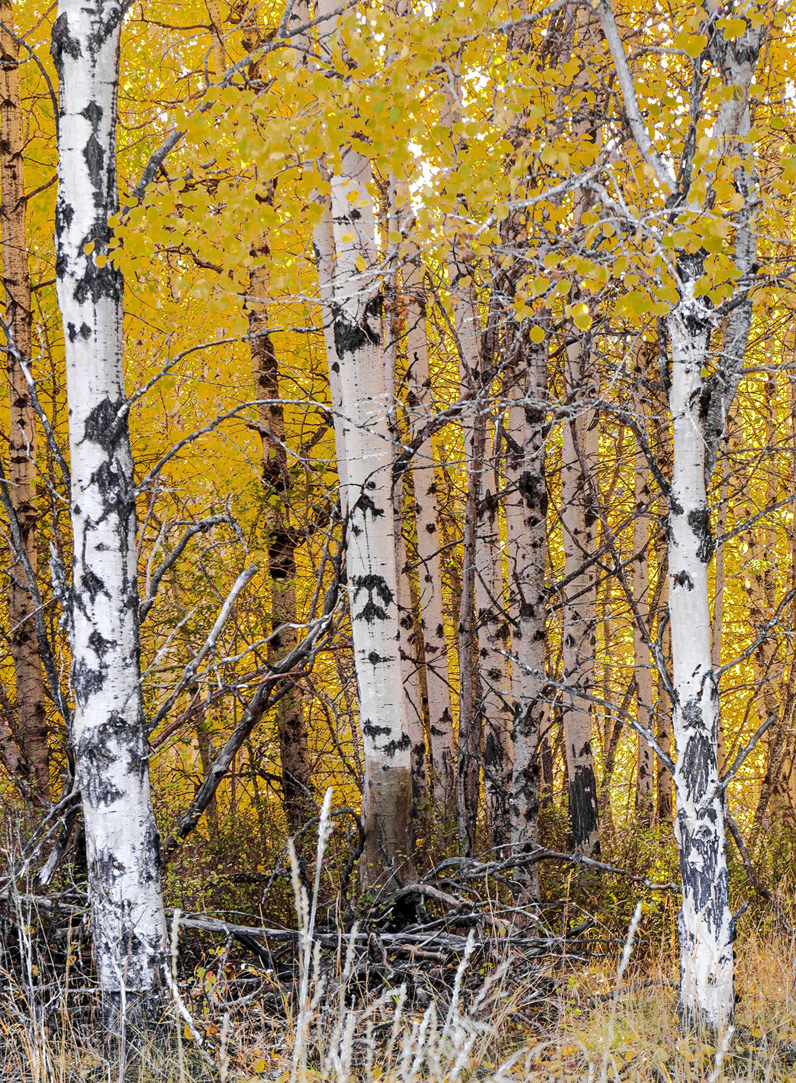 TREES cover photo