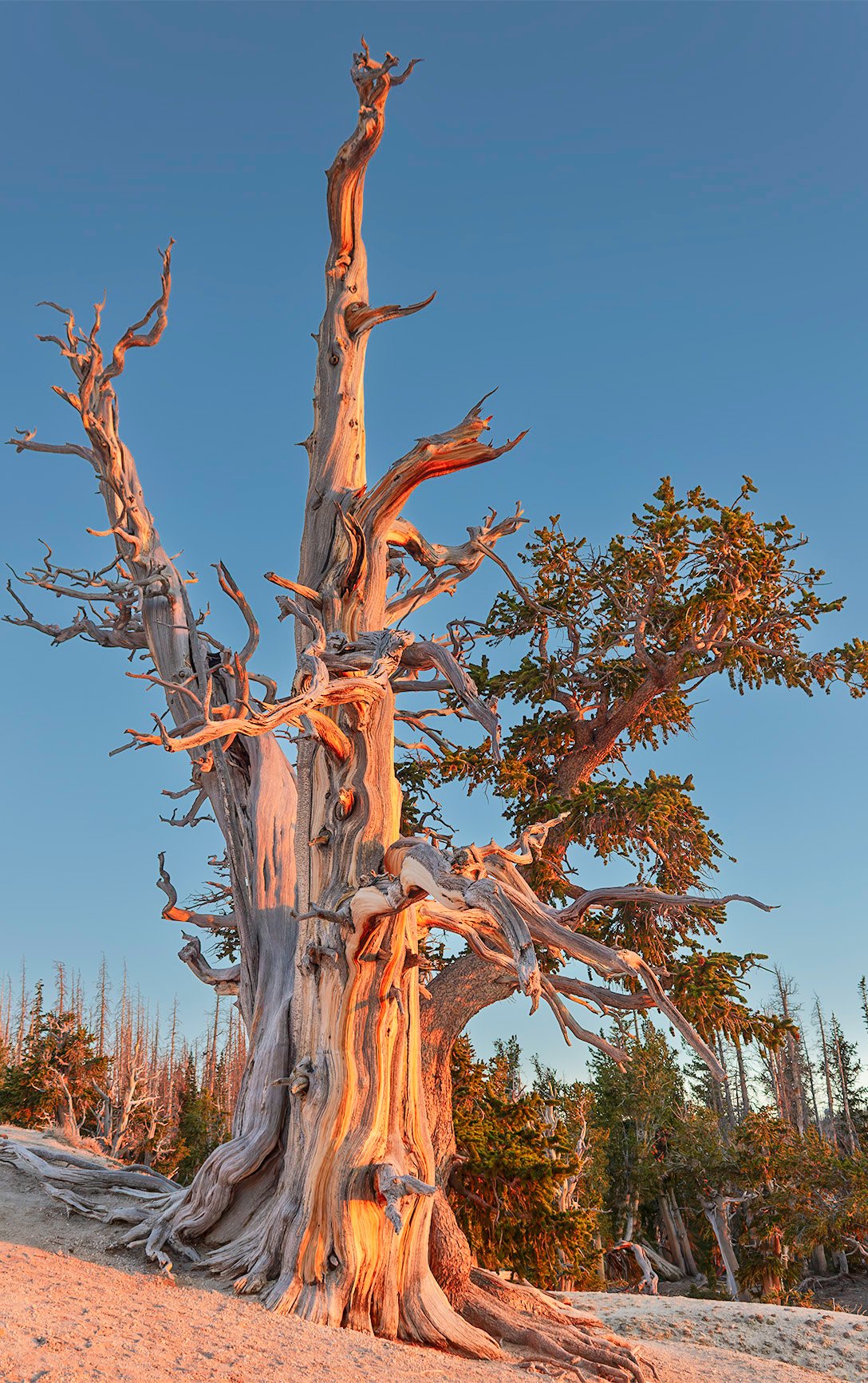 TREES photo 2