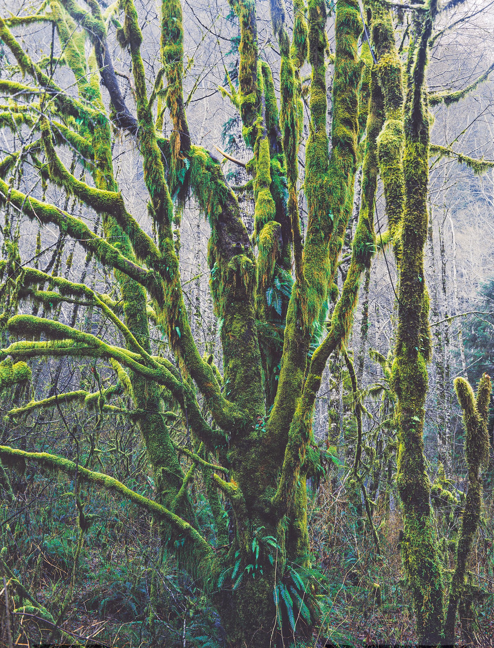 RAINFOREST, OREGON COAST