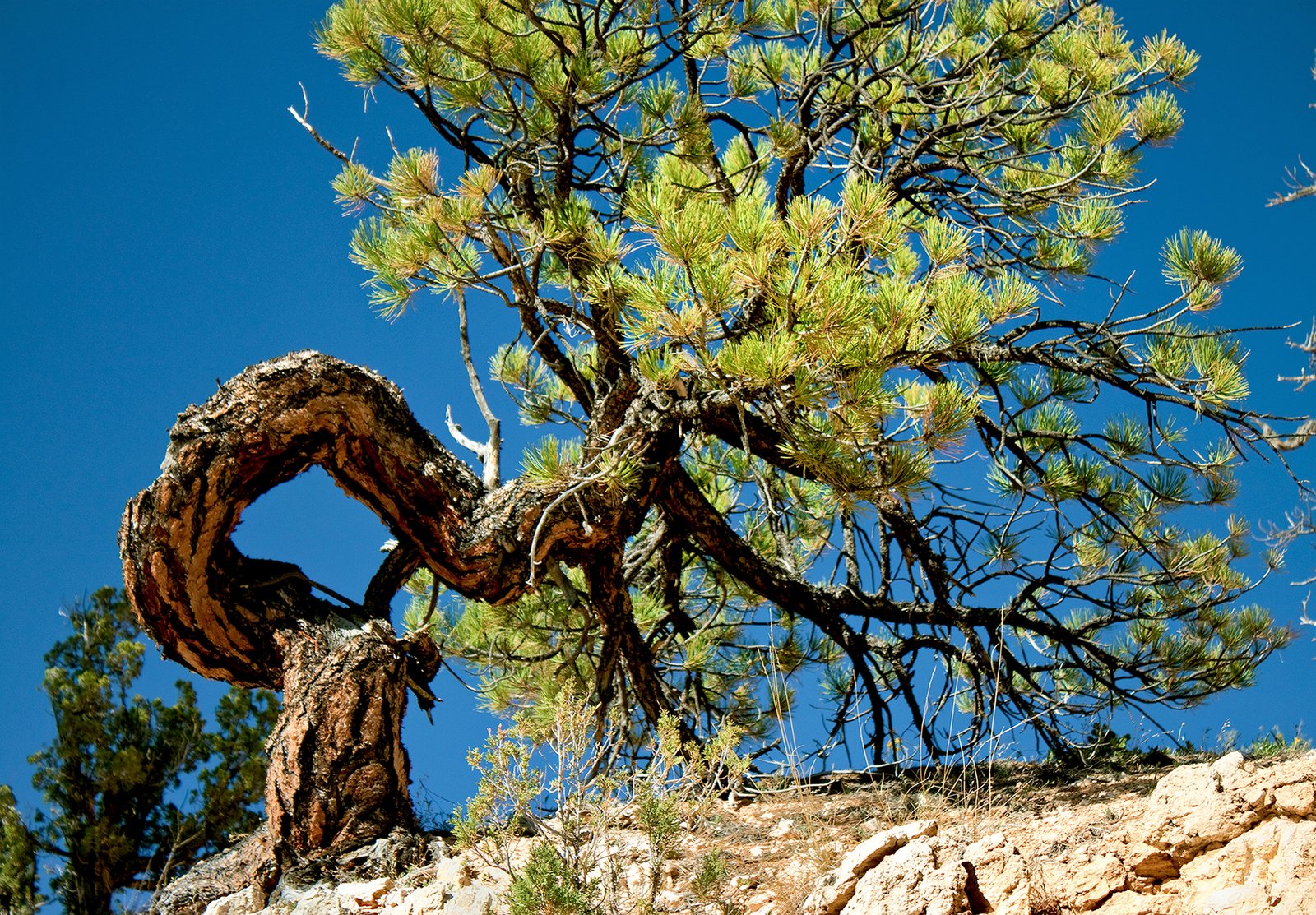 TREES photo 4